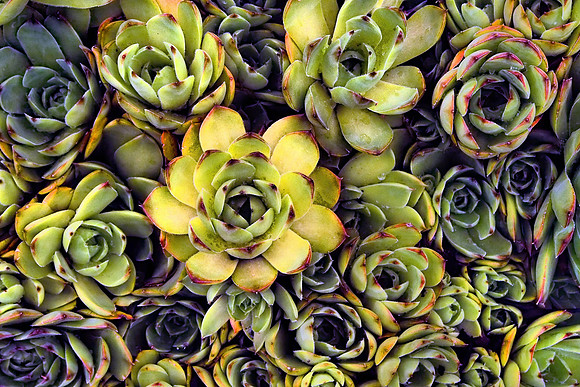 Homewort Succulents