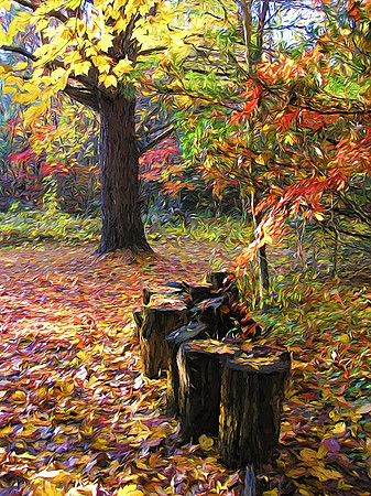 Tree Stumps in the Autumn Woods