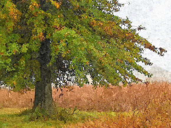 Artistic Rendering of tree in Golden Field