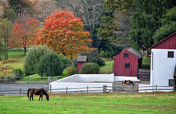 Horse Grazing in Autumn