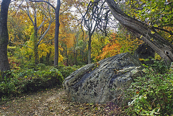 Overgrown Wooded Path