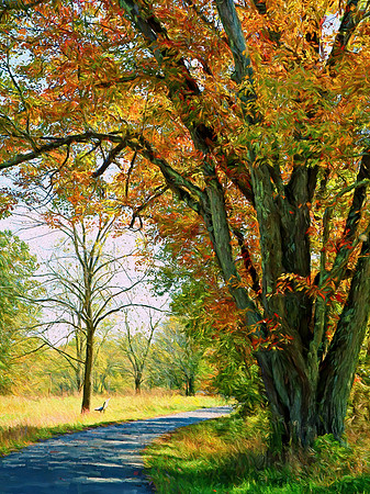 Sunlight and Shade in Autumn