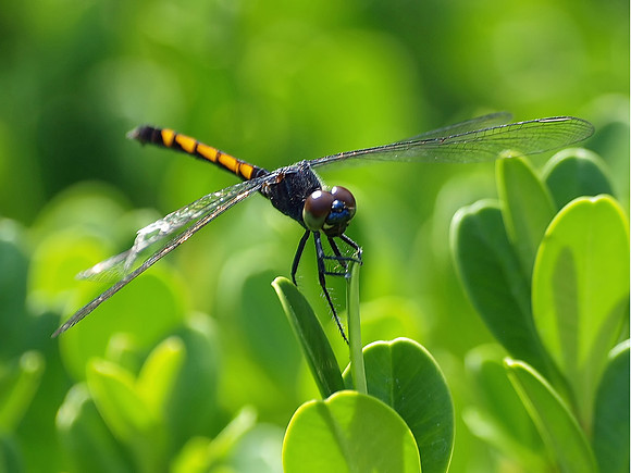 Seaside Dragonlet (Female)