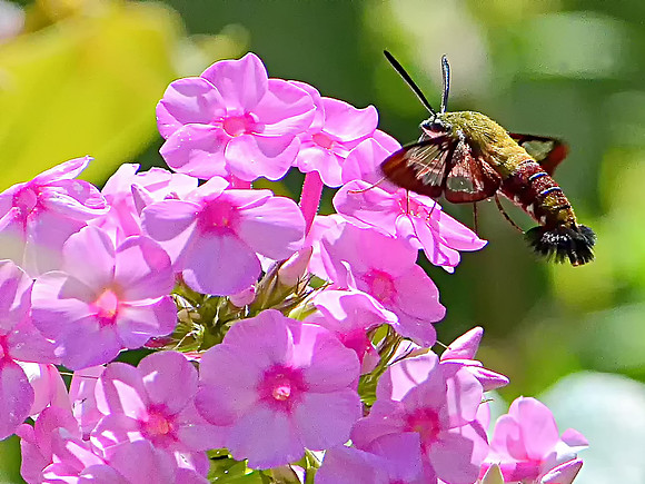 Hummingbird Moth