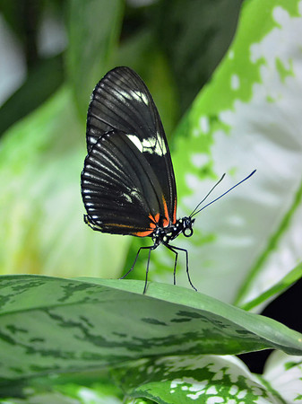 Black Butterfly Beauty