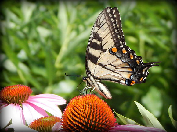Eastern Tiger Swallowtail on Pink Coneflower