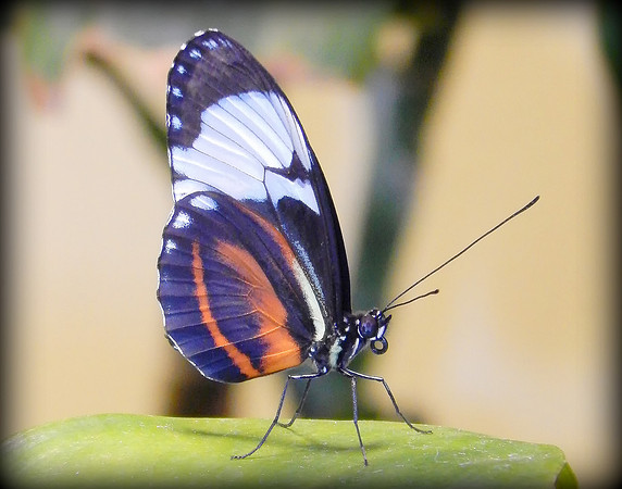 Purple, Orange and White Butterfly