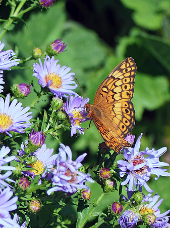 Great Spangled Fritillary In a Field of Flowers