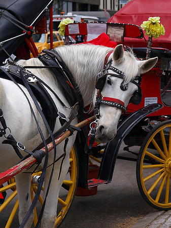 NYC Horse and Carriage