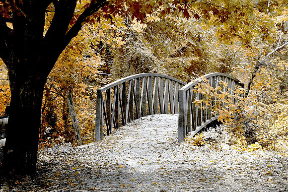 Bridge on Wooded Path