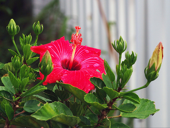 Hibiscus Rosa-Sinensis (Chinese Hibiscus)