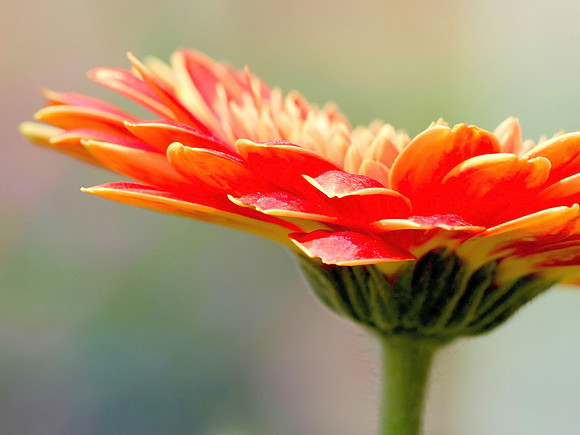 Orange Barberton Daisy