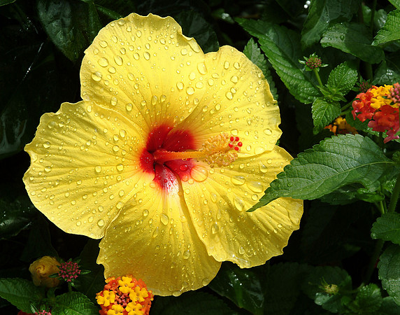 Yellow Chinese Hibiscus
