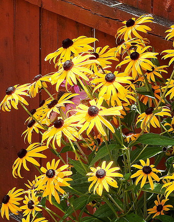Black-Eyed Susan Flowers