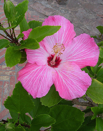 Pink Hibiscus