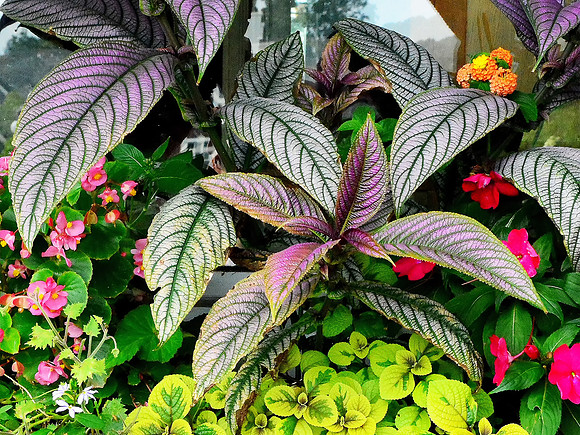 Strobilanthes dyerianus (The Persian Shield)