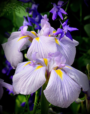Purple Japanese Water Iris