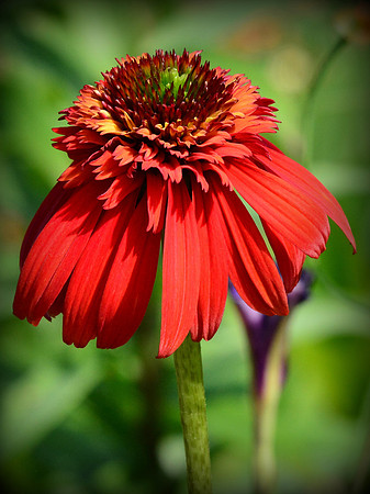 Red Coneflower