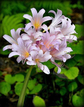 Pink Belladonna Lily
