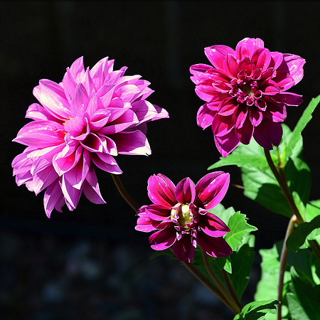 Pink Dahlia