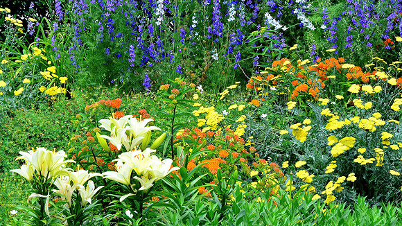 A Rainbow of Wildflowers