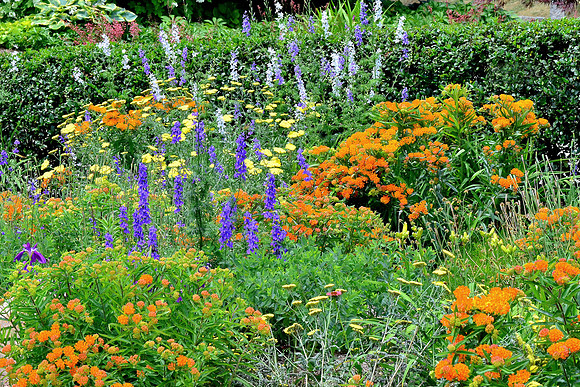 Field of Colorful Wildflowers