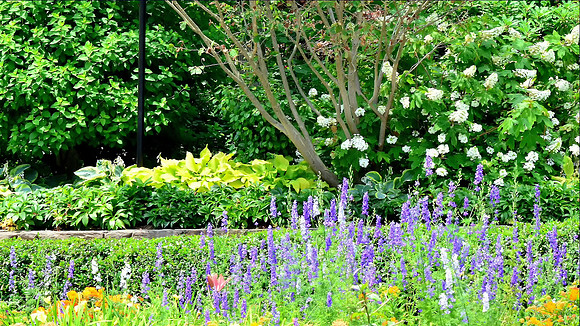 Wildflowers in Full Bloom