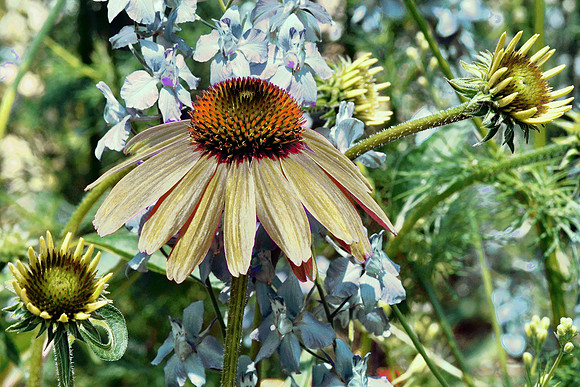 Coneflower in a Bed of Baby Blue Flowers
