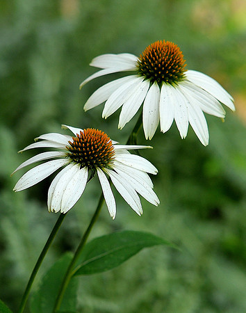 White Swan Coneflower