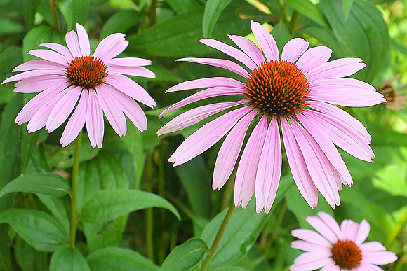 Pink Coneflower