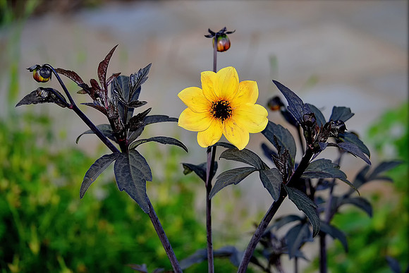 Golden Dahlia
