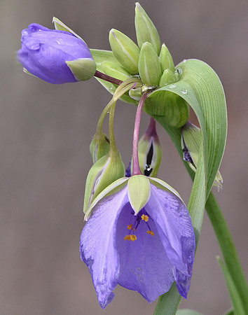 Spiderwort Blossom