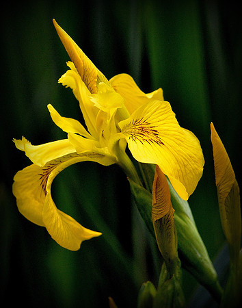 Yellow Flag Iris
