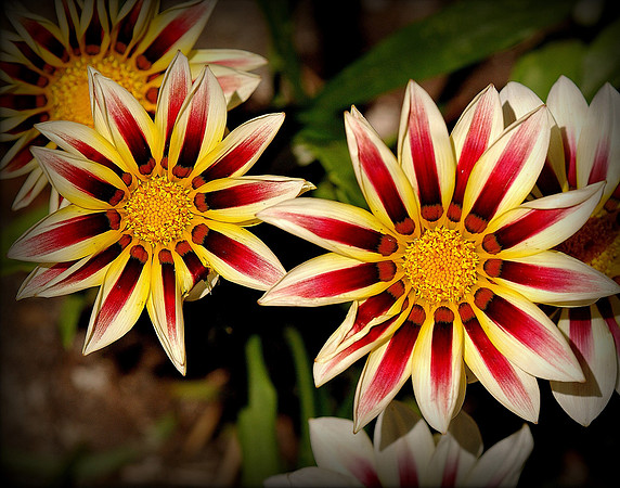 Gazania