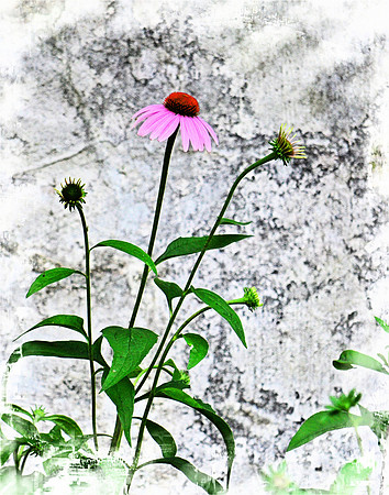 Pink Coneflower