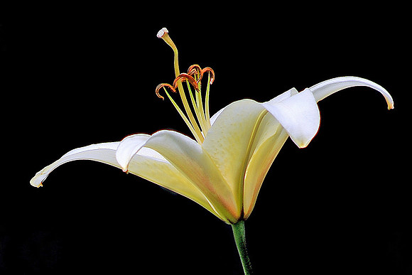 White Royal Lily on Black Background