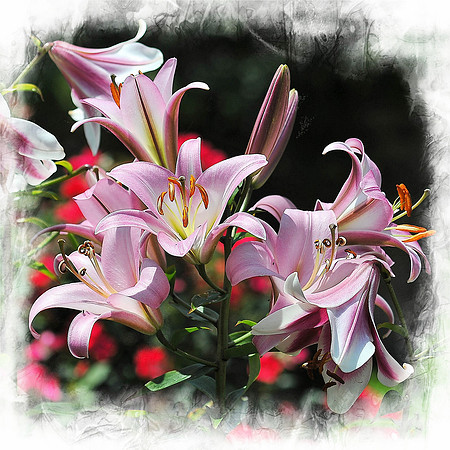 Pink Resurrection Lilies