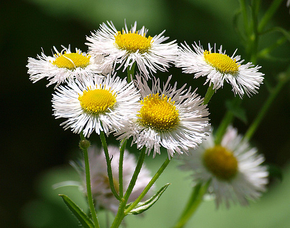 White Philadelphia Fleabane Flower