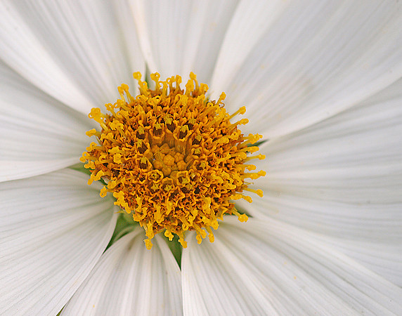 Garden Cosmos