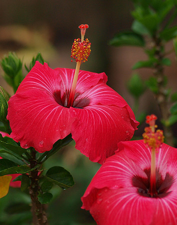 Hibiscus Rosa-Sinensis (Chinese Hibiscus)