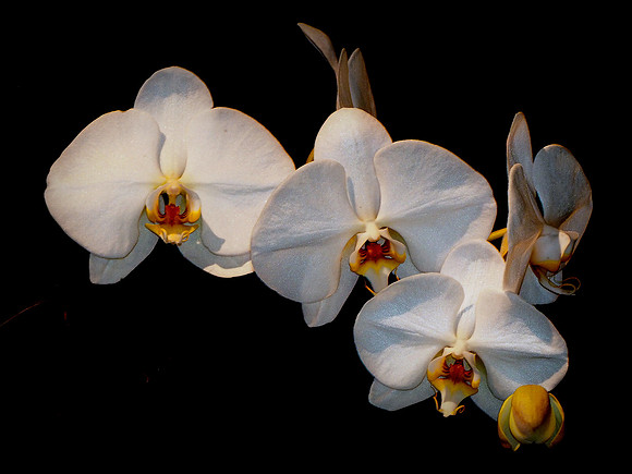 White Moth Orchid