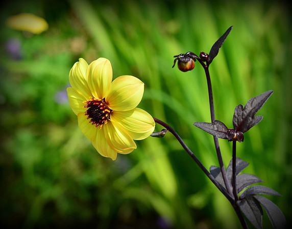 Single Yellow Garden Dahlia