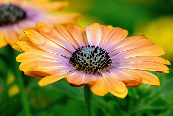 Cape Daisy