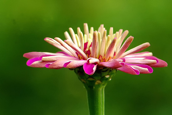Pink Zinnia (Side view)