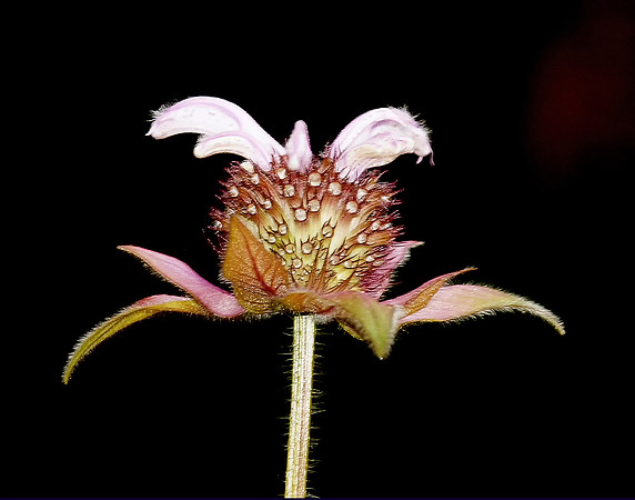 Eastern Beebalm Flower