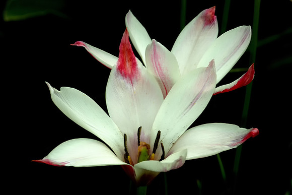 Red-Tipped White Flower