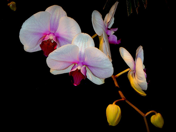Pink Moth Orchid