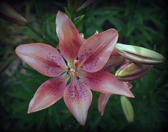 Pink Tiger Lily