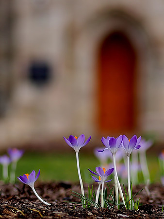Spring Crocus