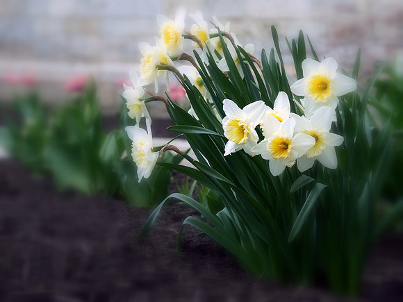 Daffodils